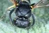 Stenodynerus xanthomelas